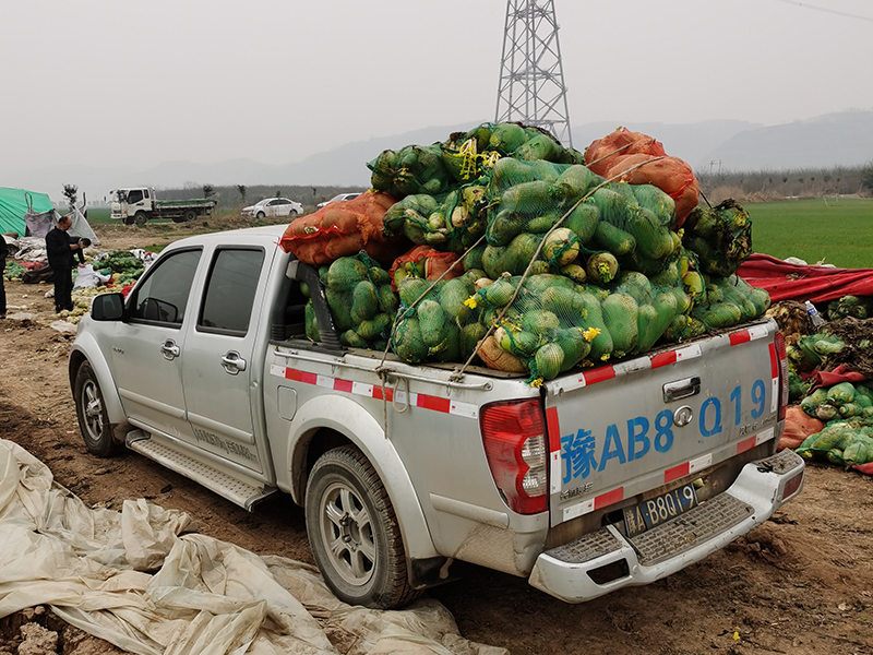 新冠疫情期間，幫扶蘿卜滯銷戶